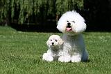 BICHON FRISE 555